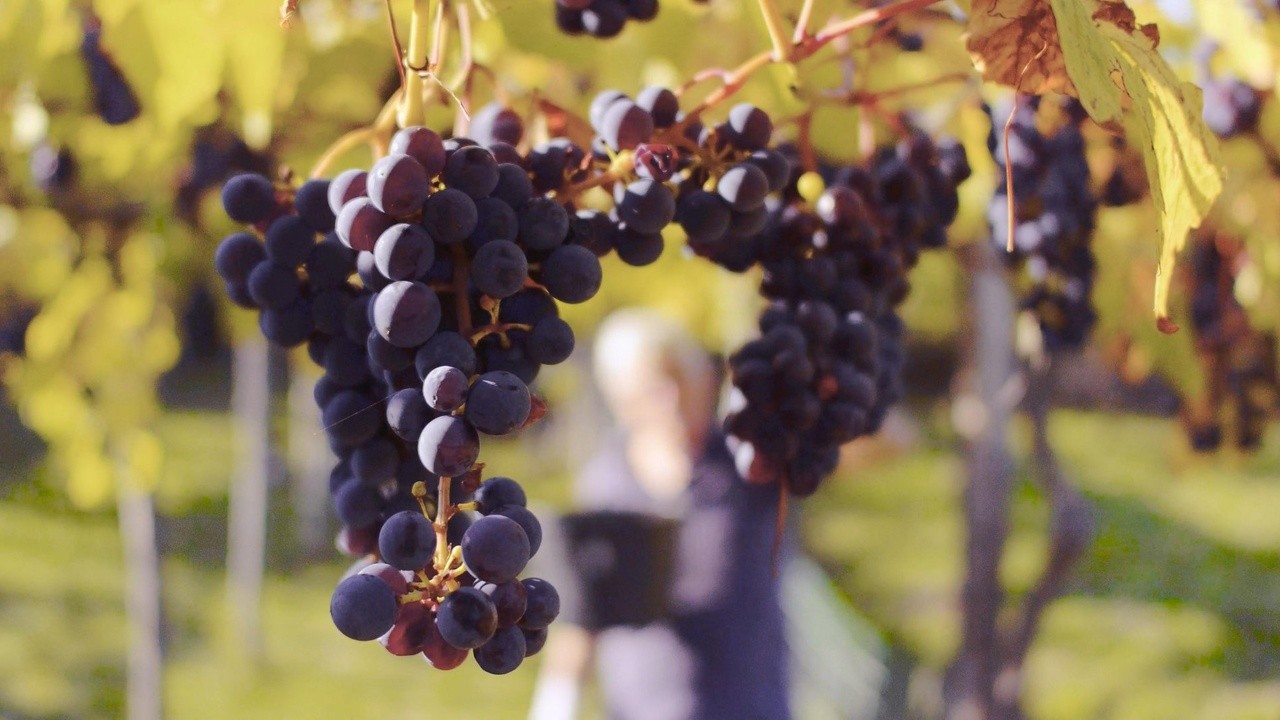 Image du film Vitis Prohibita