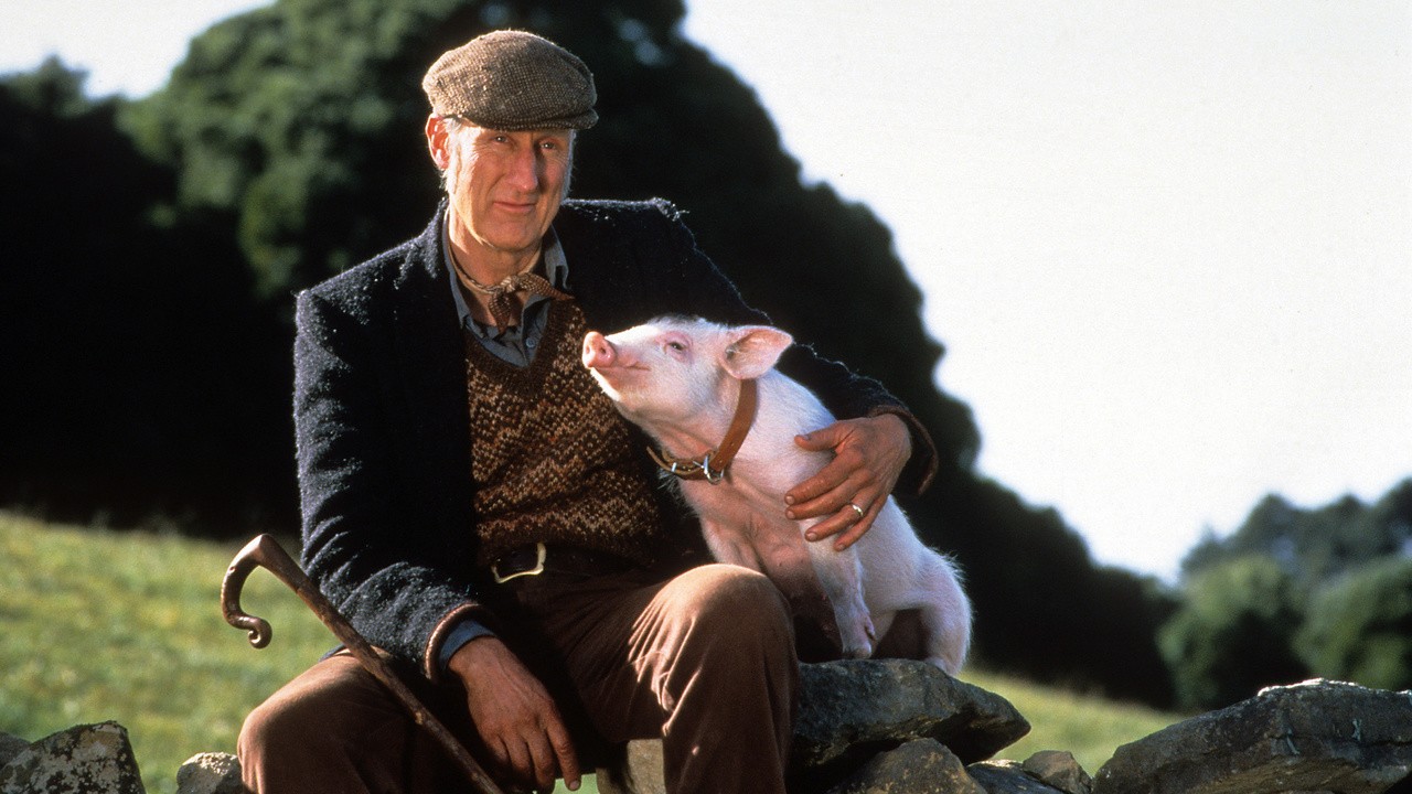 Image du film Babe, le cochon devenu berger