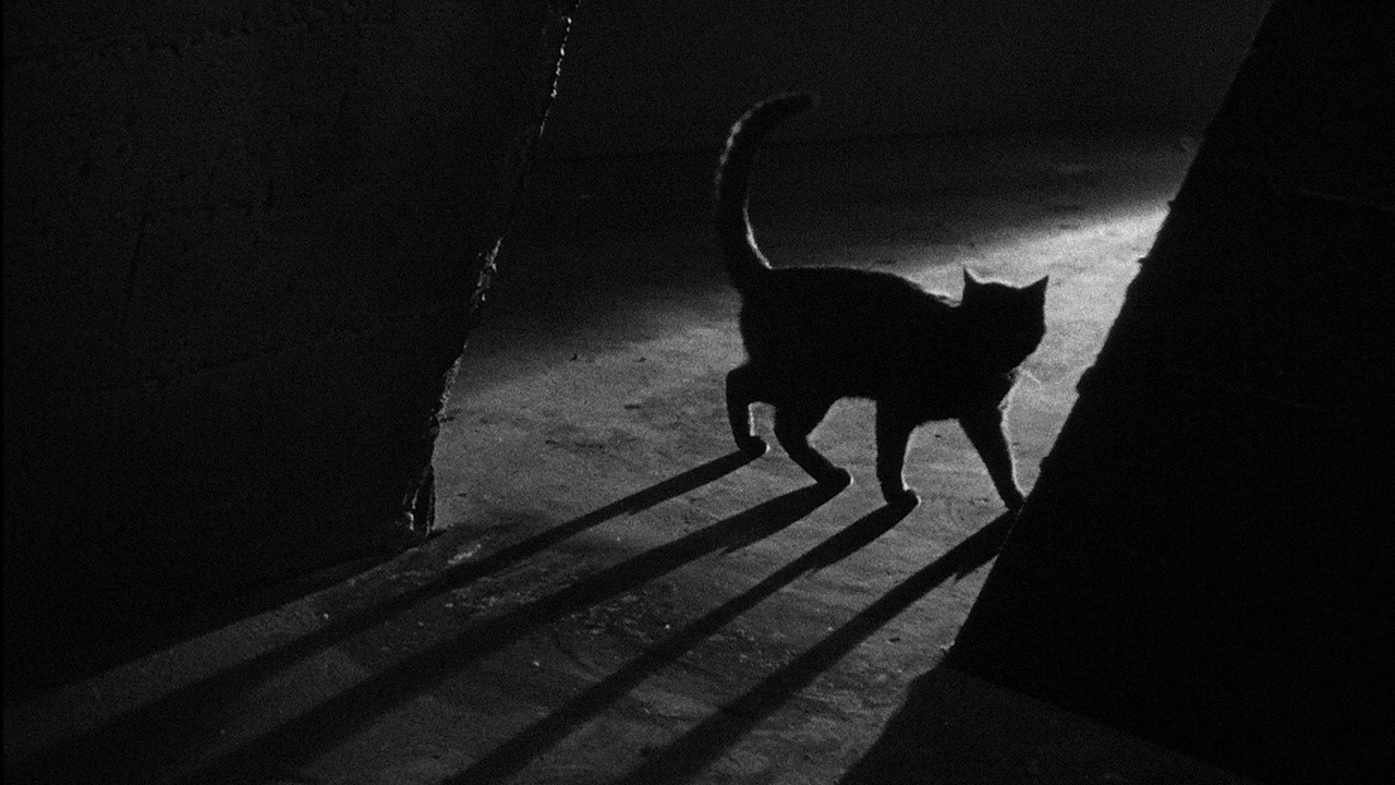 Image du film Le Chat noir