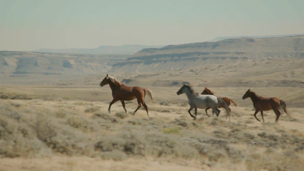 The Mustangs: America's Wild Horses