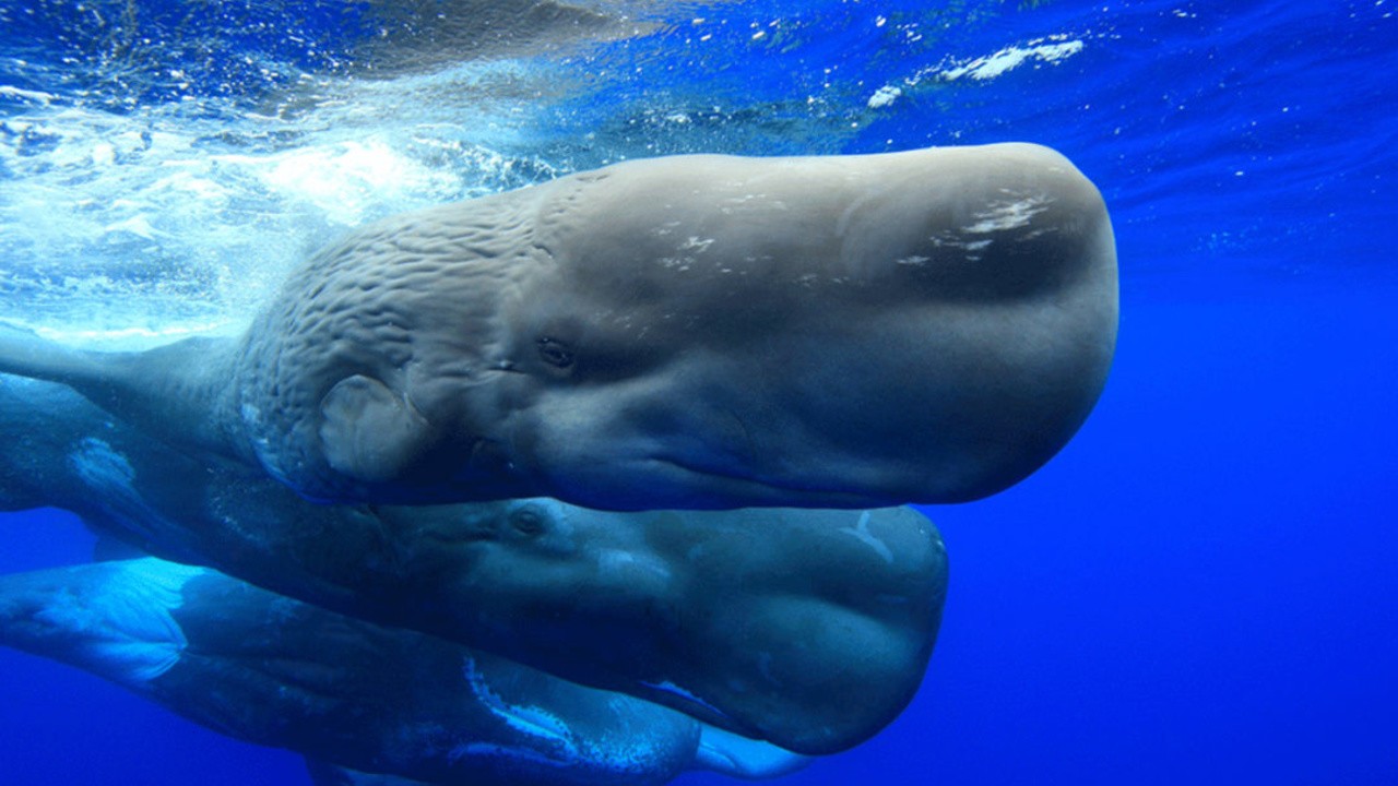 Whale Wisdom (2020) | MUBI