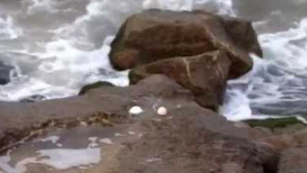 Seagull Eggs