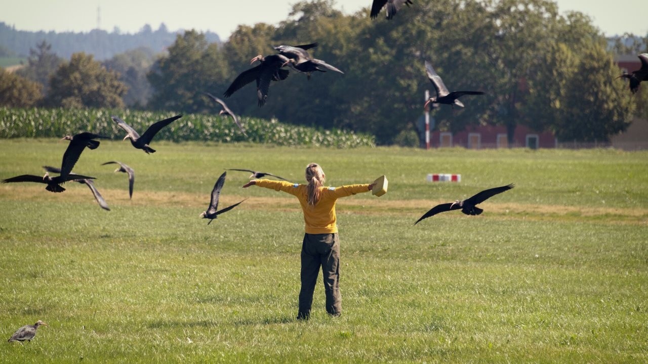 To Teach a Bird to Fly