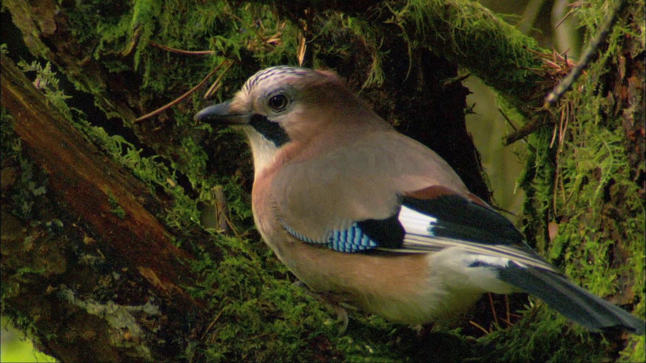 The Secret Life of Birds