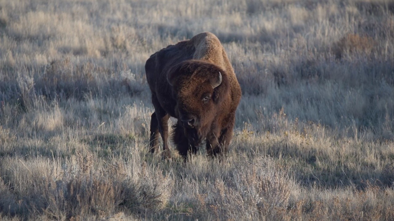 In This Together, We Are One: The Buffalo Unity Project (2020) | MUBI