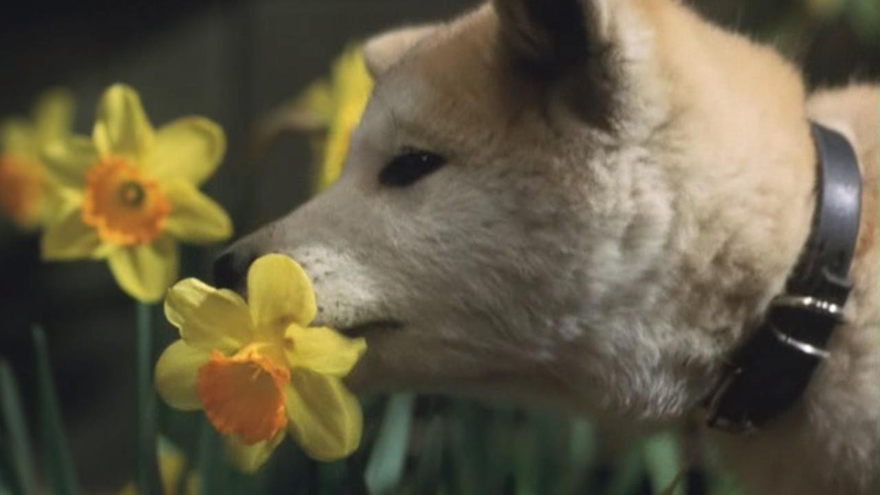Hachi-ko