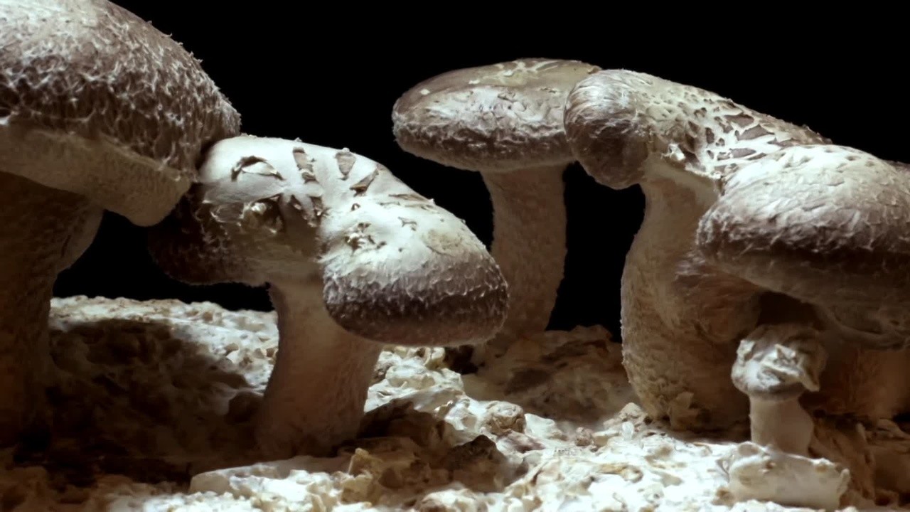The Magic of Mushrooms