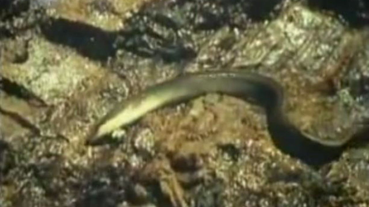 Following the Traces of the Eels