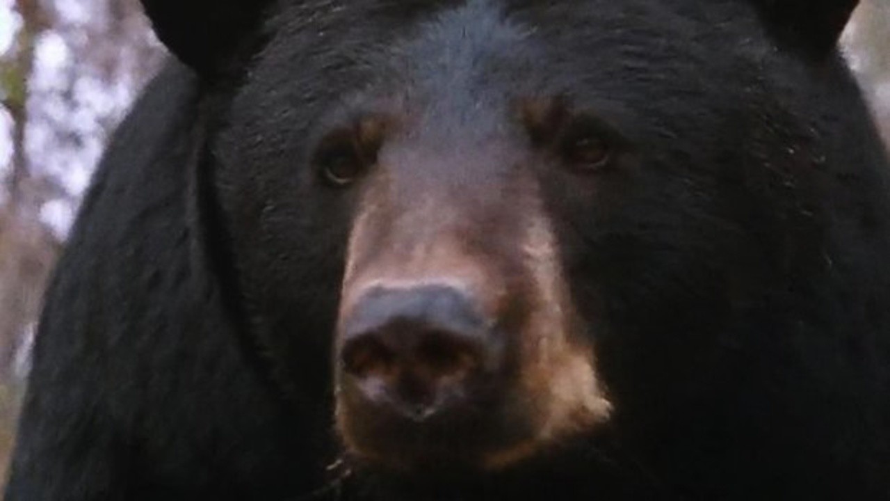 The Bear and the Mouse