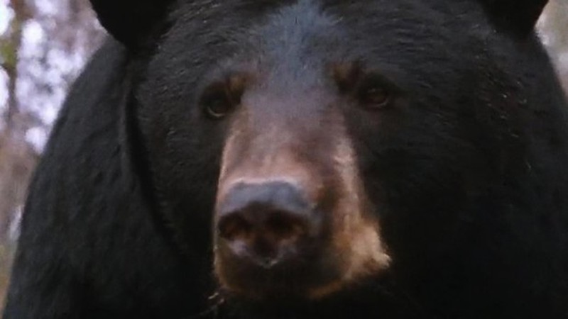 The Bear and the Mouse