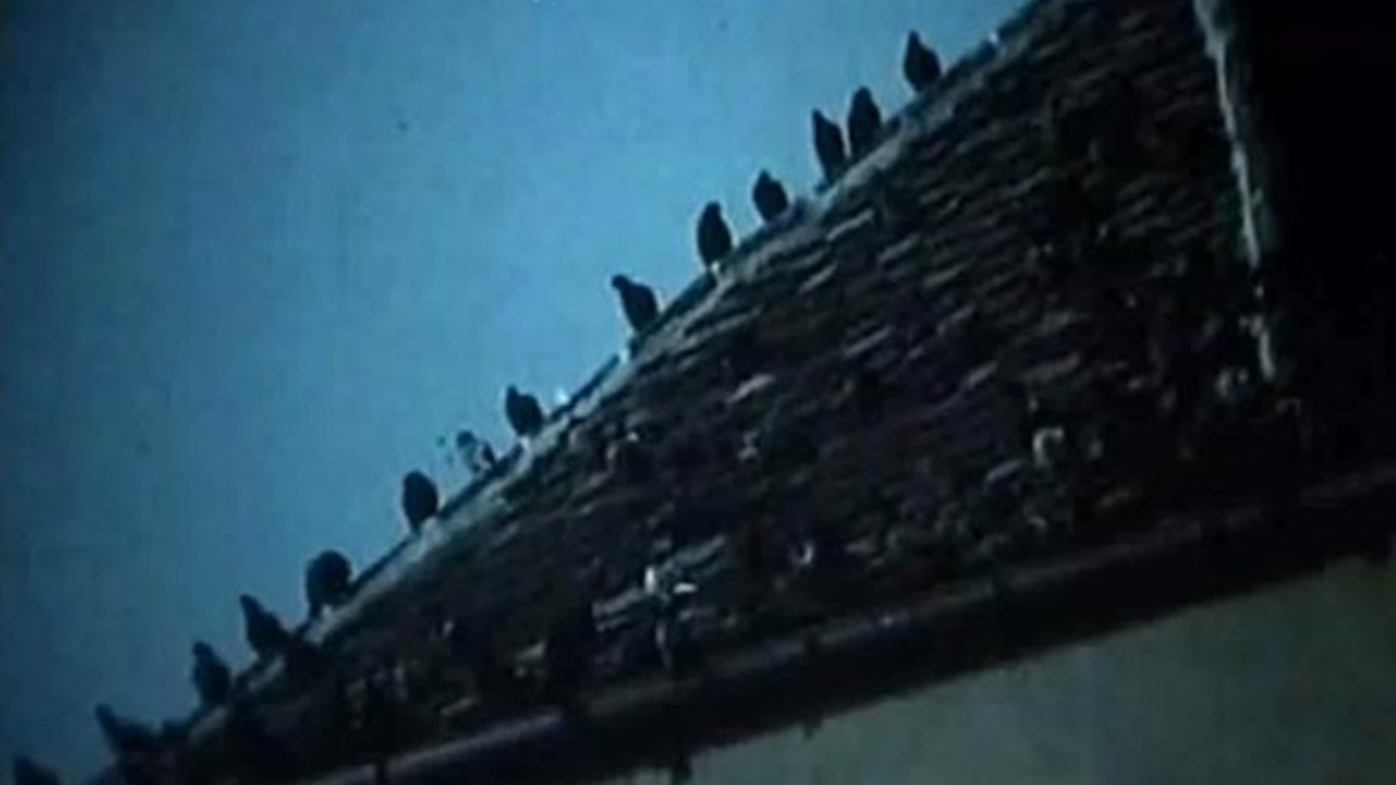 Bird City in the City of Men