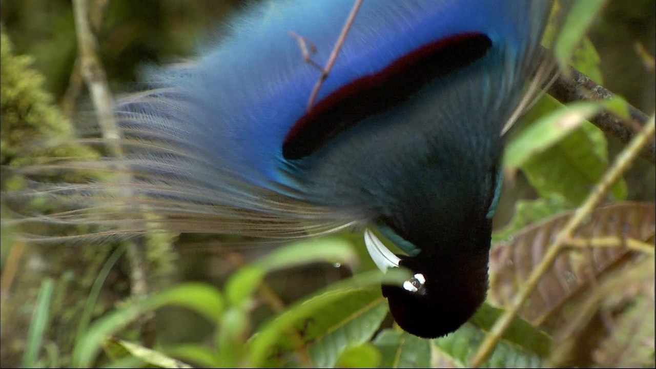 Birds of Paradise (2010) | MUBI