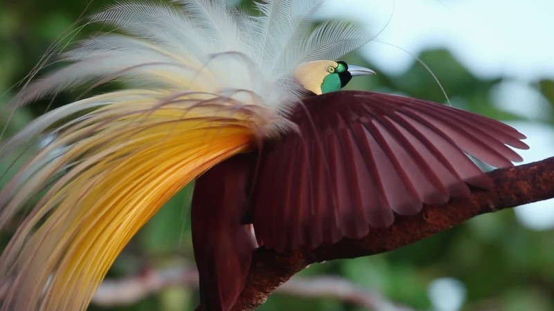 Paradise Birds