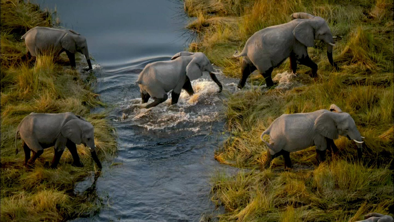 Okavango: River of Dreams