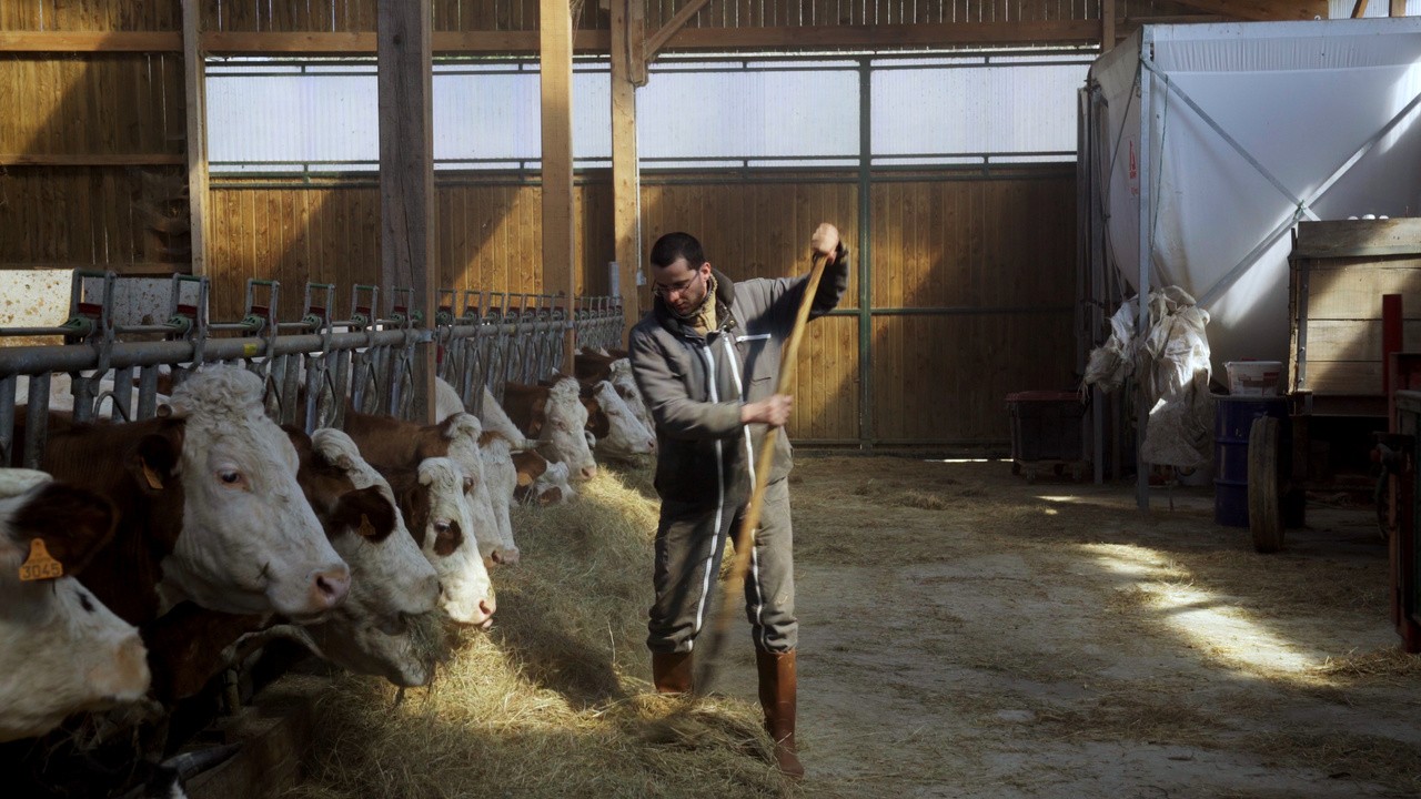 Image du film Cyrille, agriculteur, 30 ans, 20 vaches, du lait, du beurre, des dettes