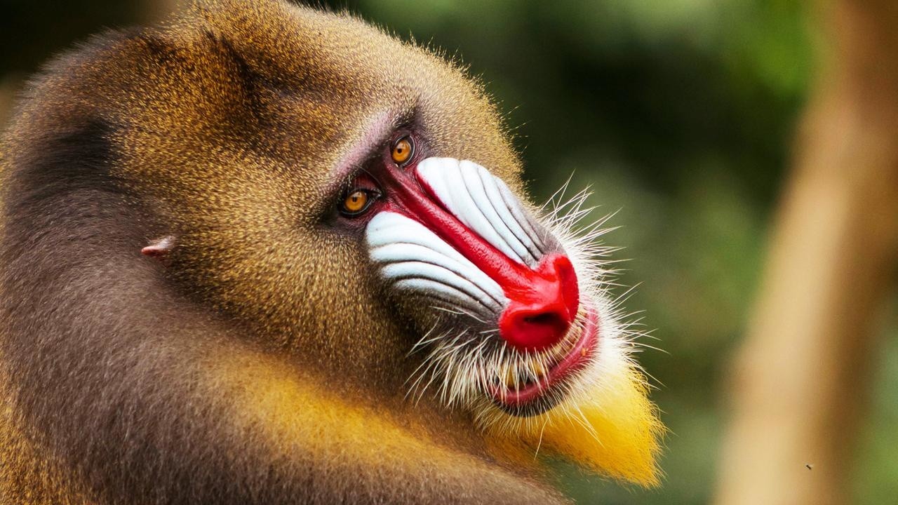 Monkey Planet