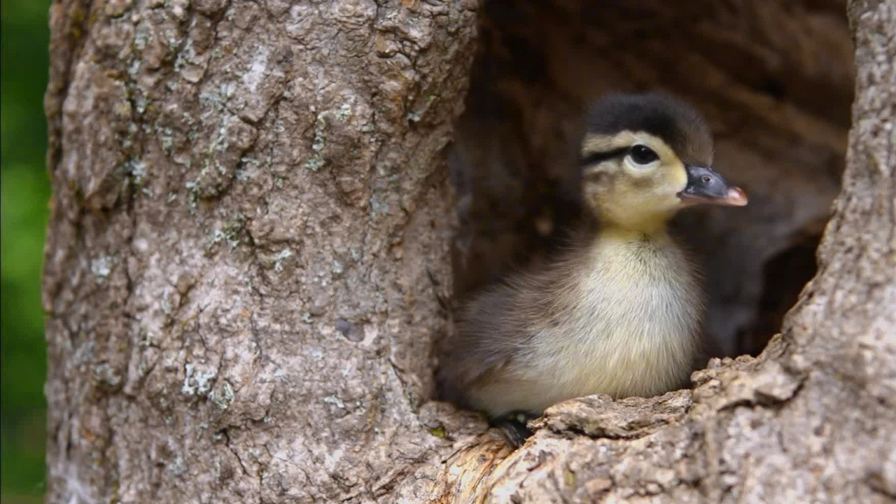 An Original DUCKumentary