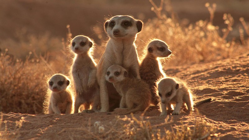 La familia suricata