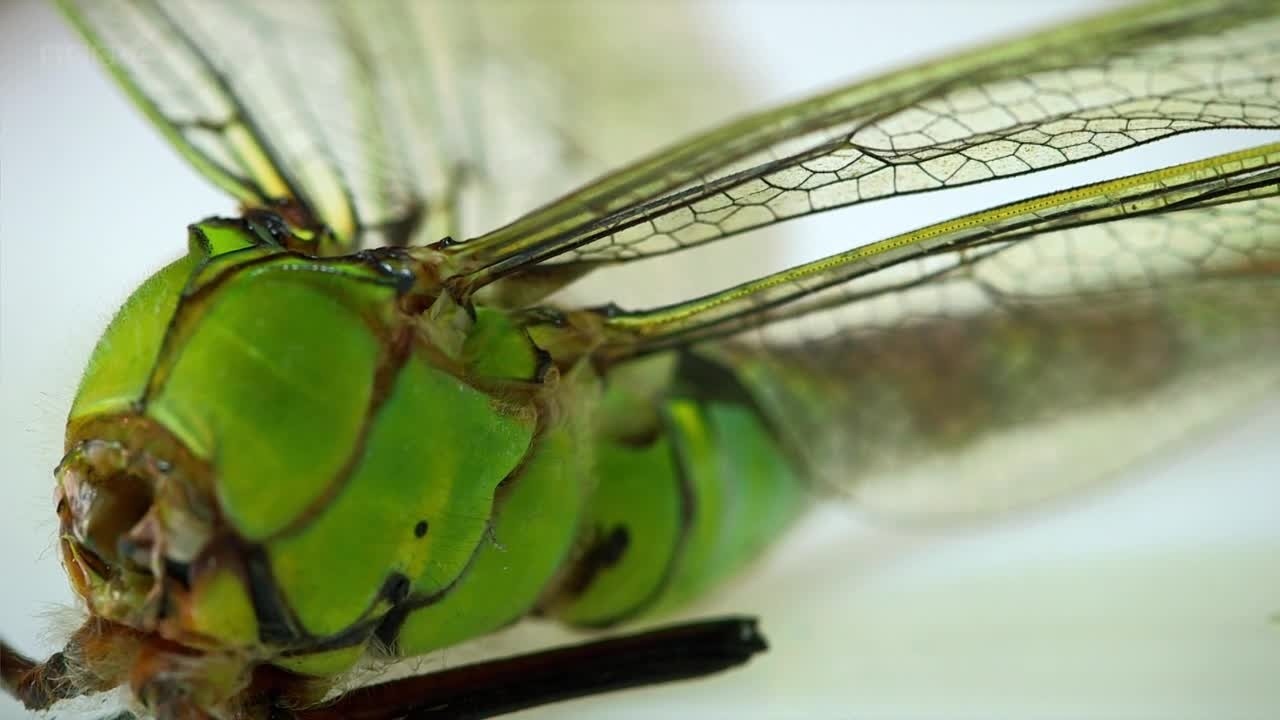 Insect Dissection: How Insects Work