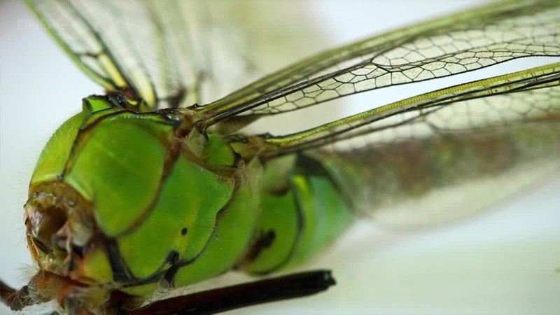 Dissecting Insect Insect Dissection: How Insects Work (2013) | MUBI