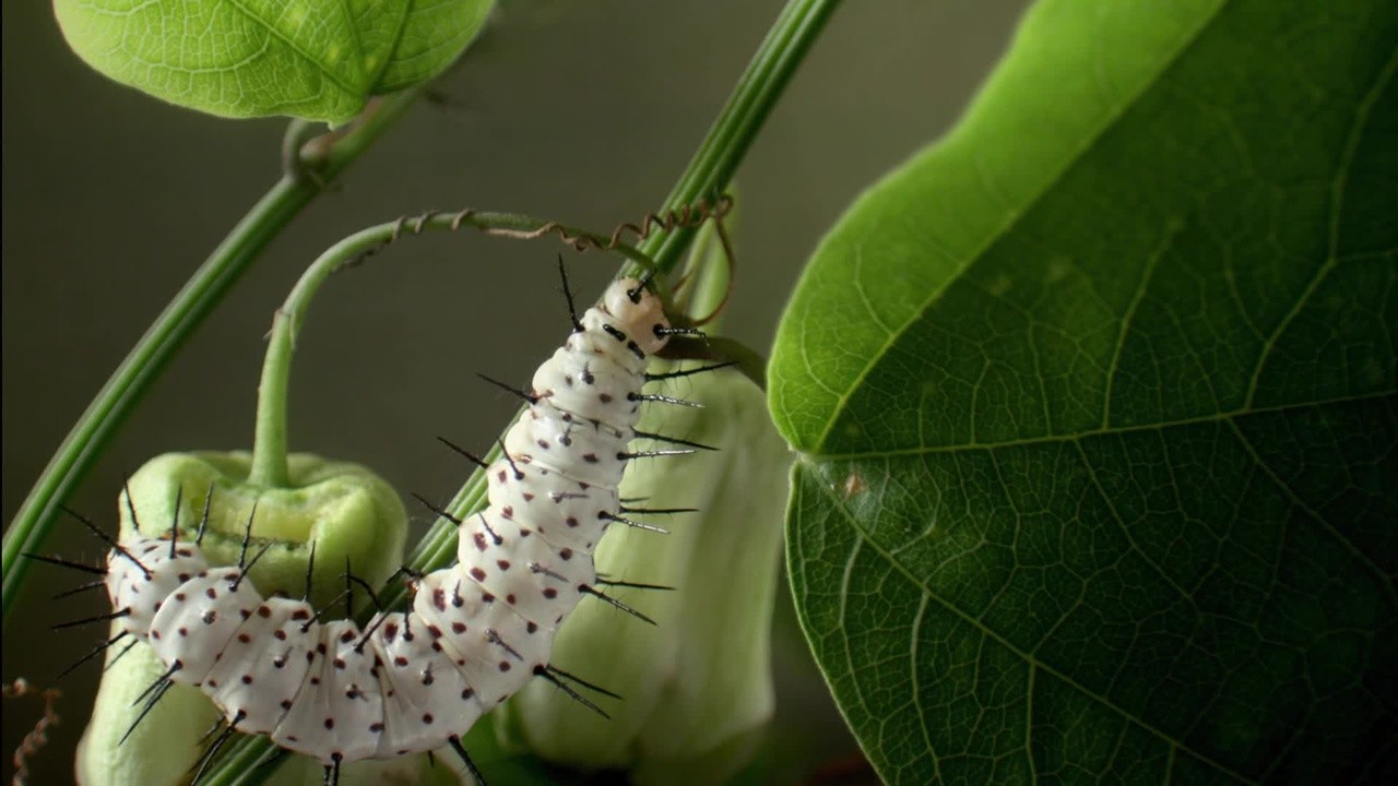 Micro Monsters with David Attenborough