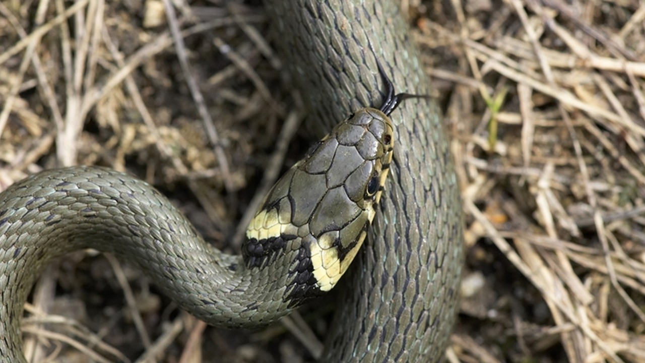 The Secret Life of Snakes