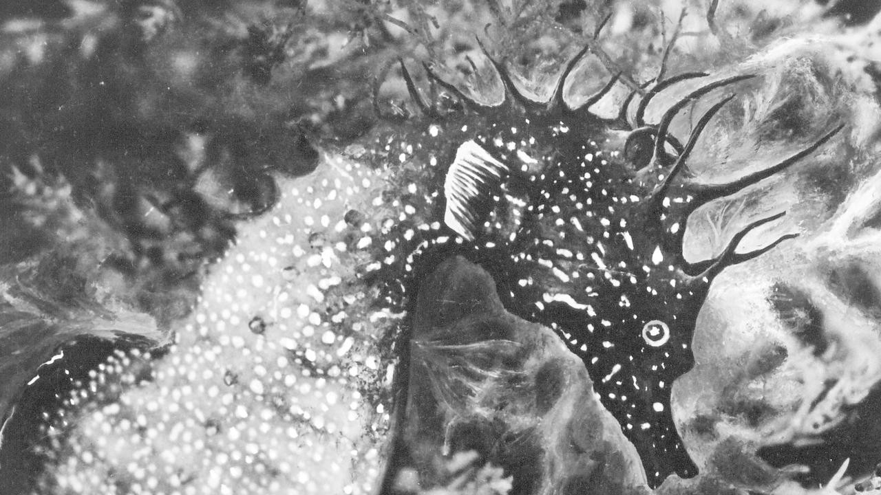 Image du film L'Hippocampe