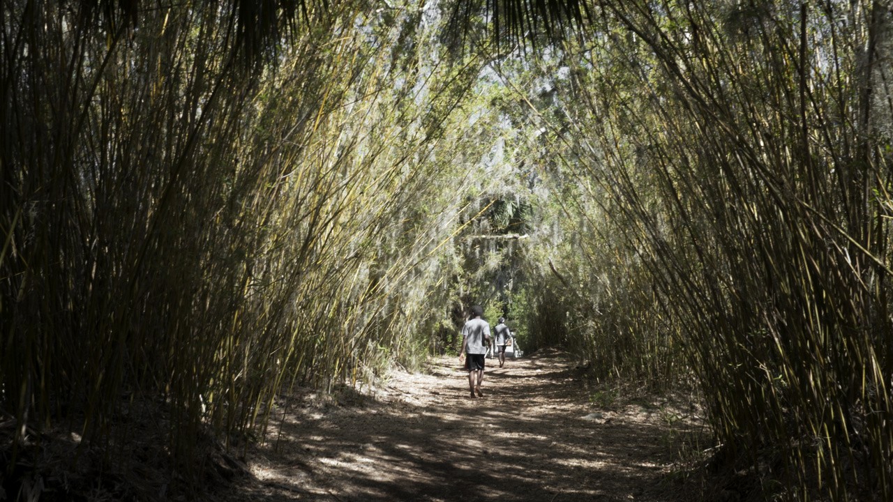 Sapelo