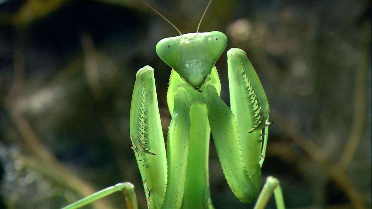 Alien Insects: Praying Mantis