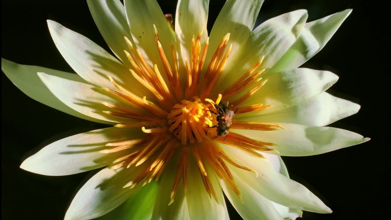 Kingdom of Plants with David Attenborough
