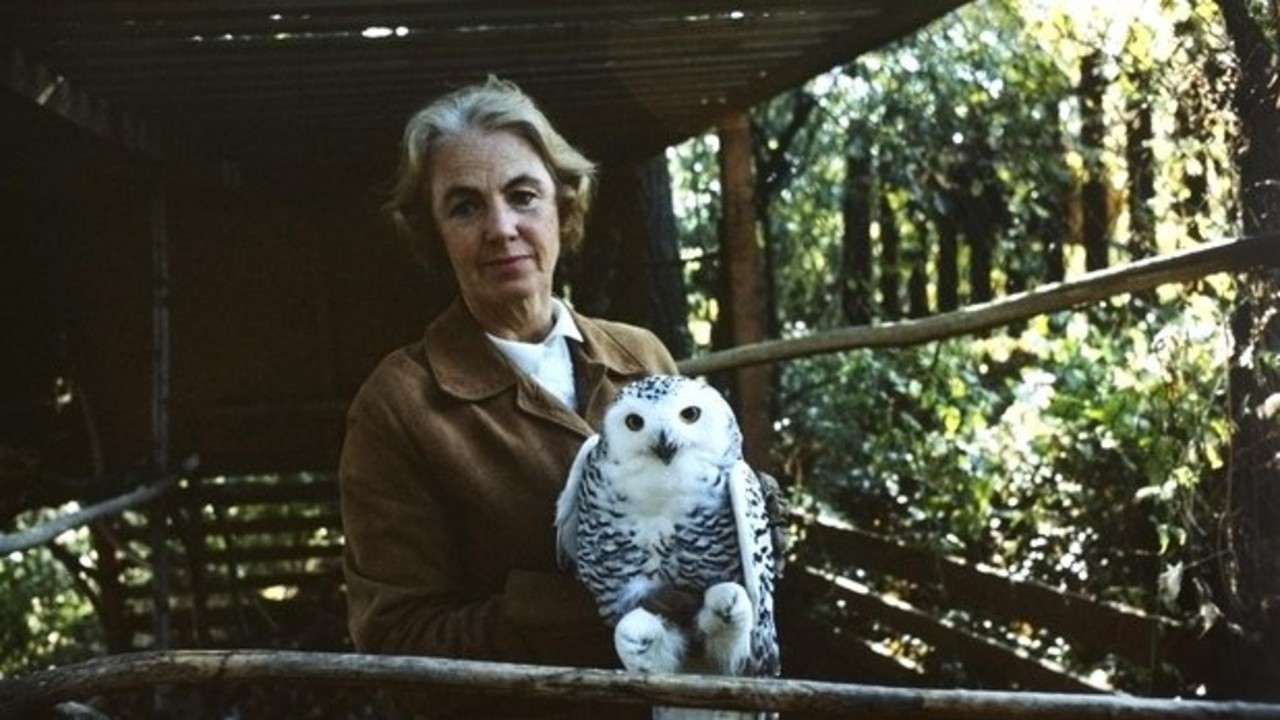 The Lady and the Owl