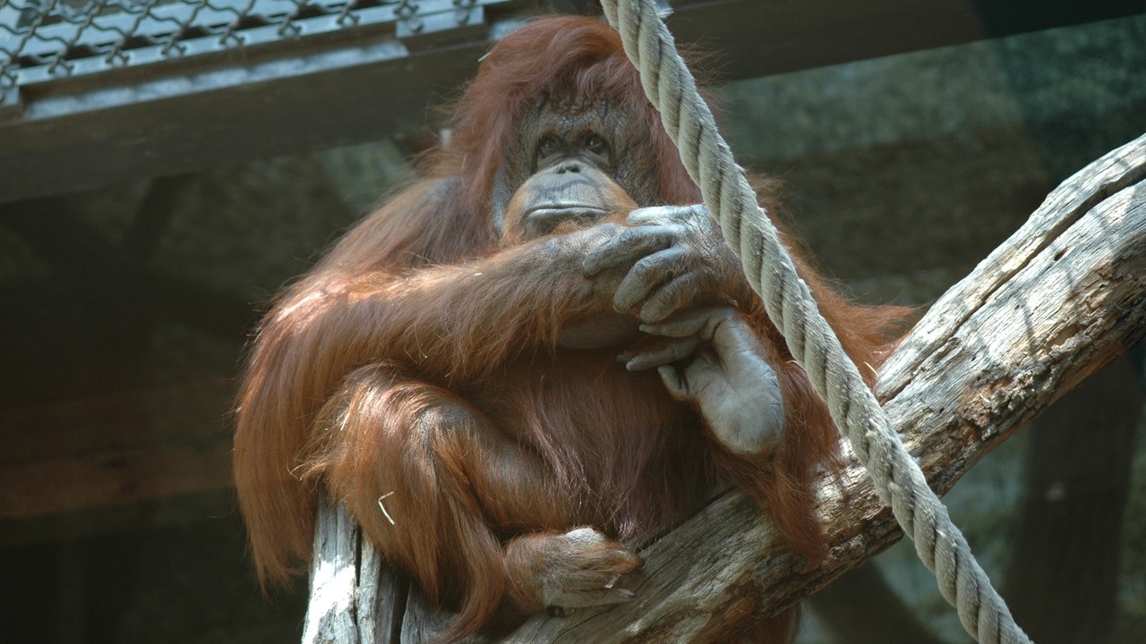 Image du film Nénette