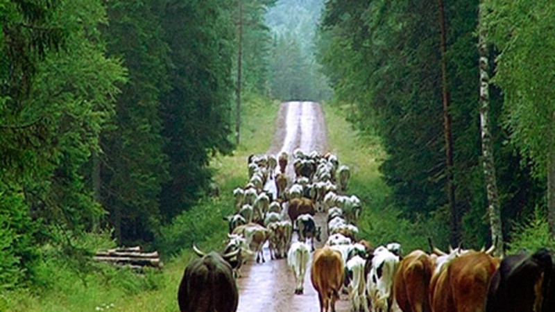 Way of Nature