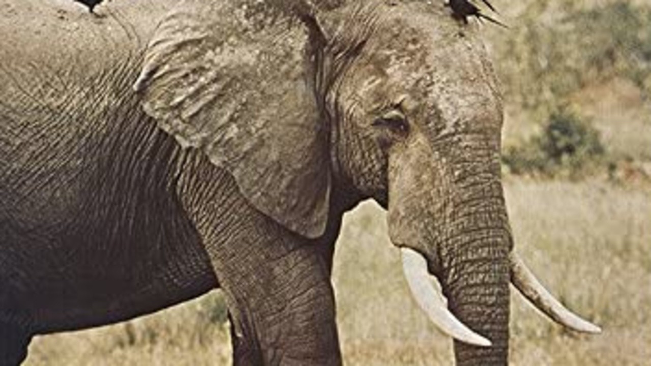 The African Elephant