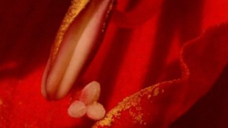 Amaryllis - a study
