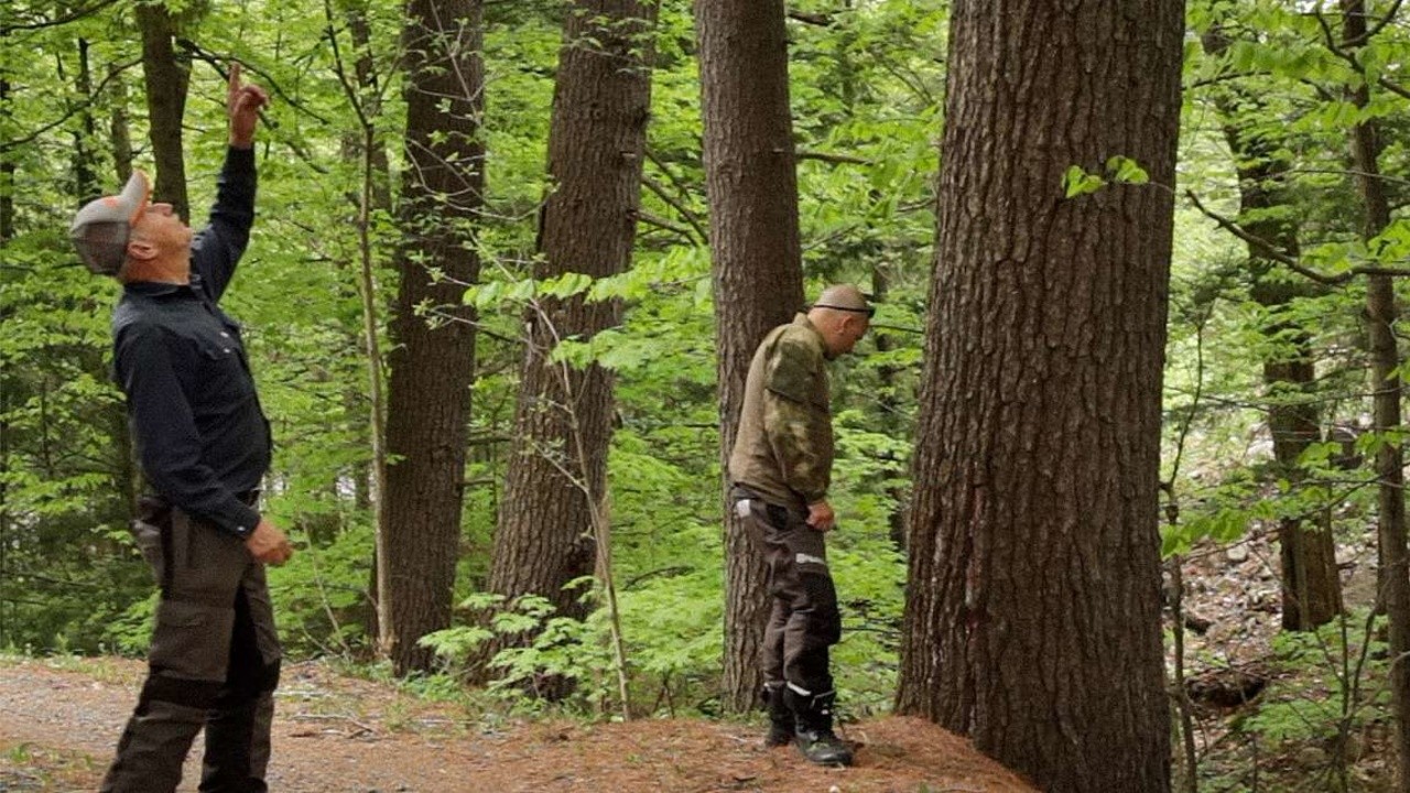 Forest Code