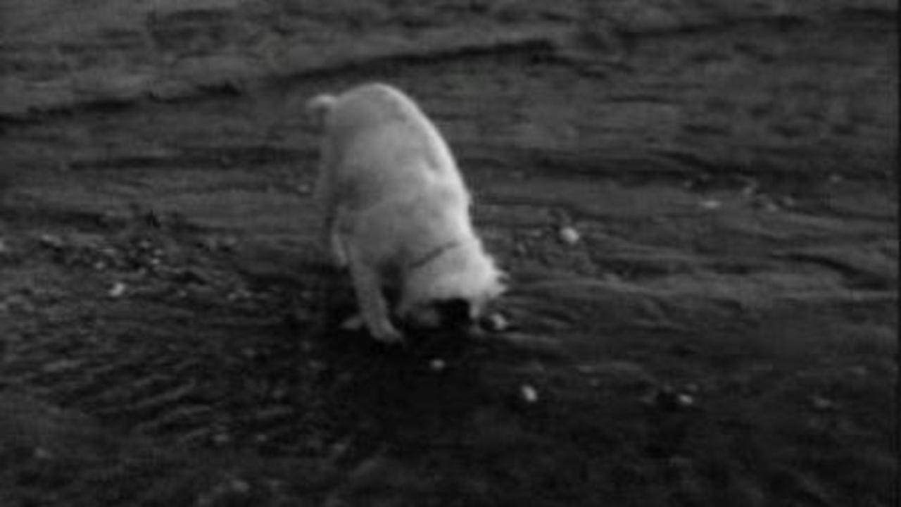 Spanky: To The Pier and Back
