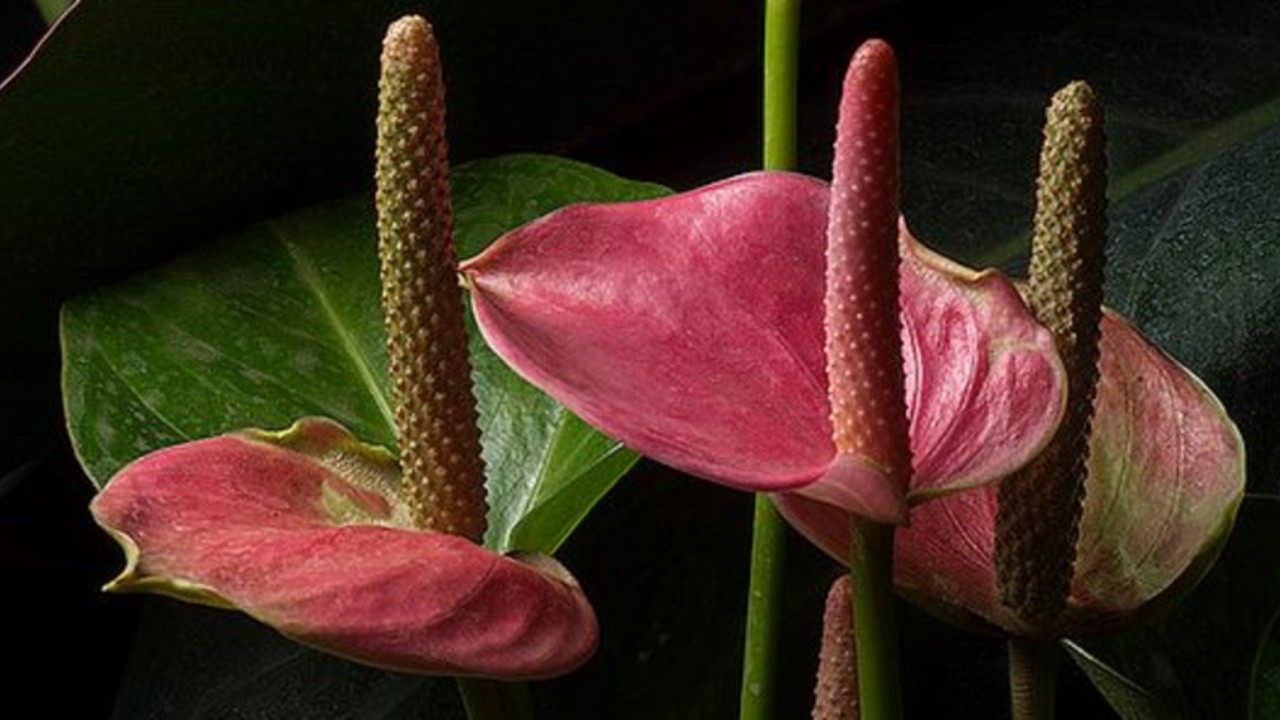 Sexual Encounters of the Floral Kind