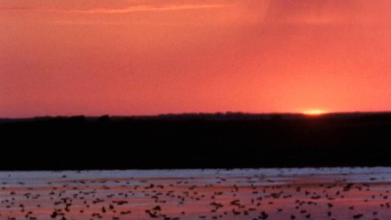 Waterfowl: A Resource in Danger