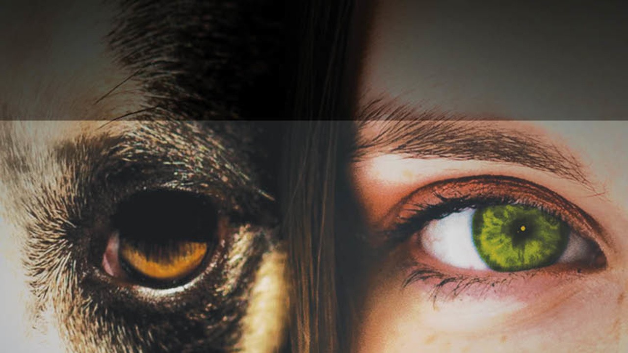 We Are Animals