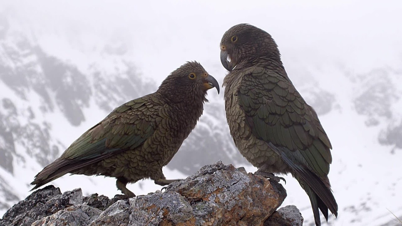 Image du film Les Oiseaux de pluie