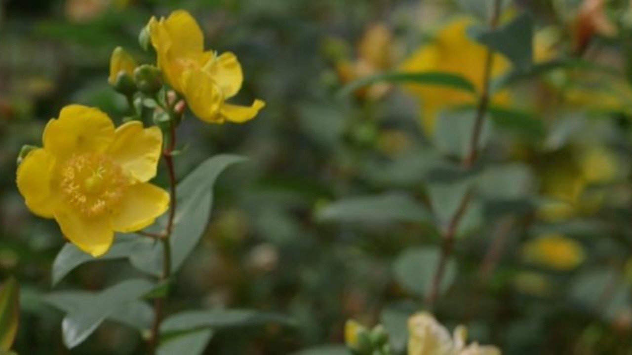 Into The Light 2019 Mubi