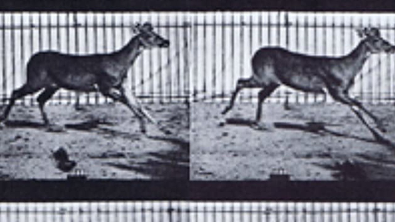 Virginia Deer, Buck, Galloping