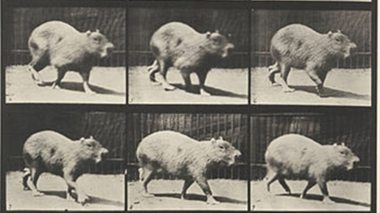 Capybara Walking