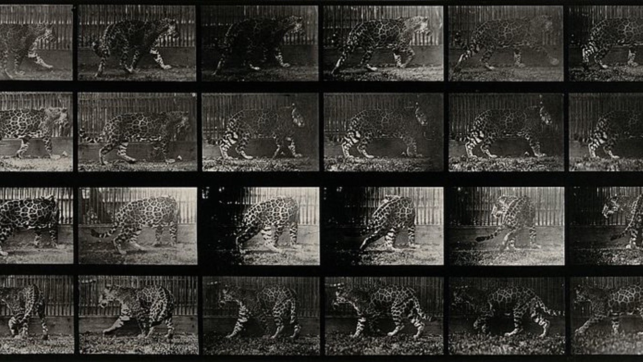 Eadweard Muybridge – Movies, Bio and Lists on MUBI