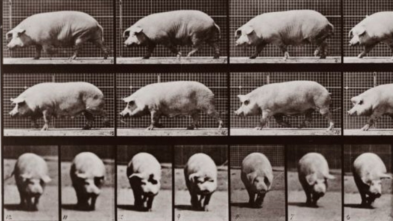 Pig Walking