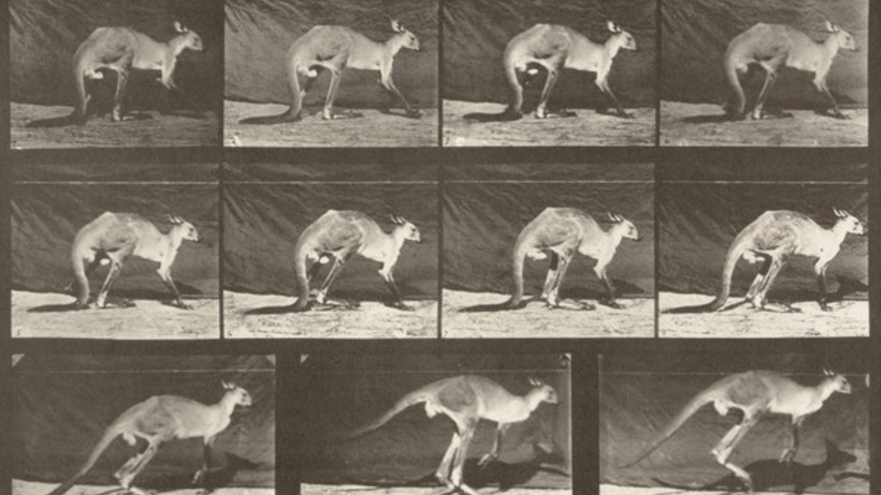 Kangaroo Walking on All Fours, Changing to Jumping