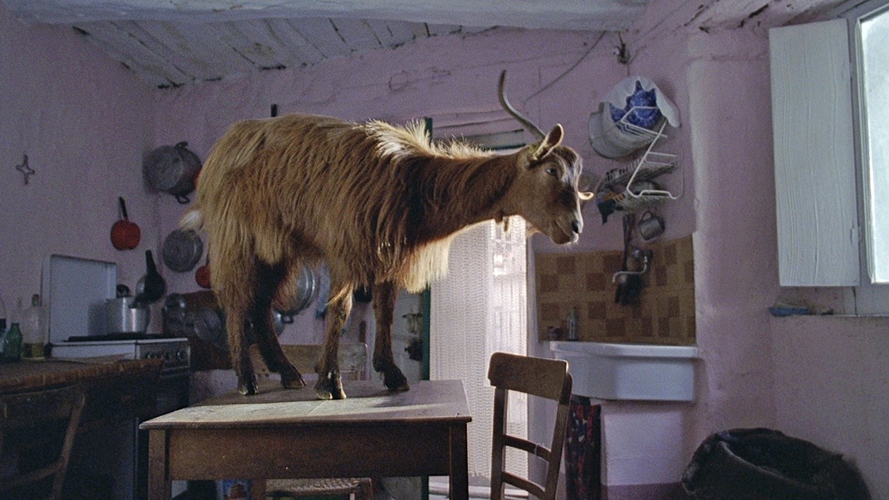 Still from Le Quattro Volte. Image Description: A brown goat stands on a wooden table in the middle of a pink painted kitchen. 