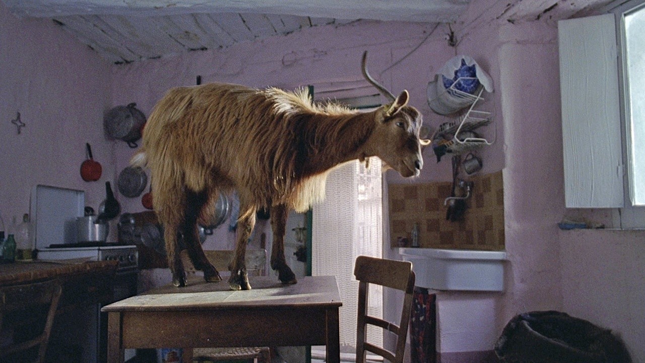 Image du film Le Quattro Volte