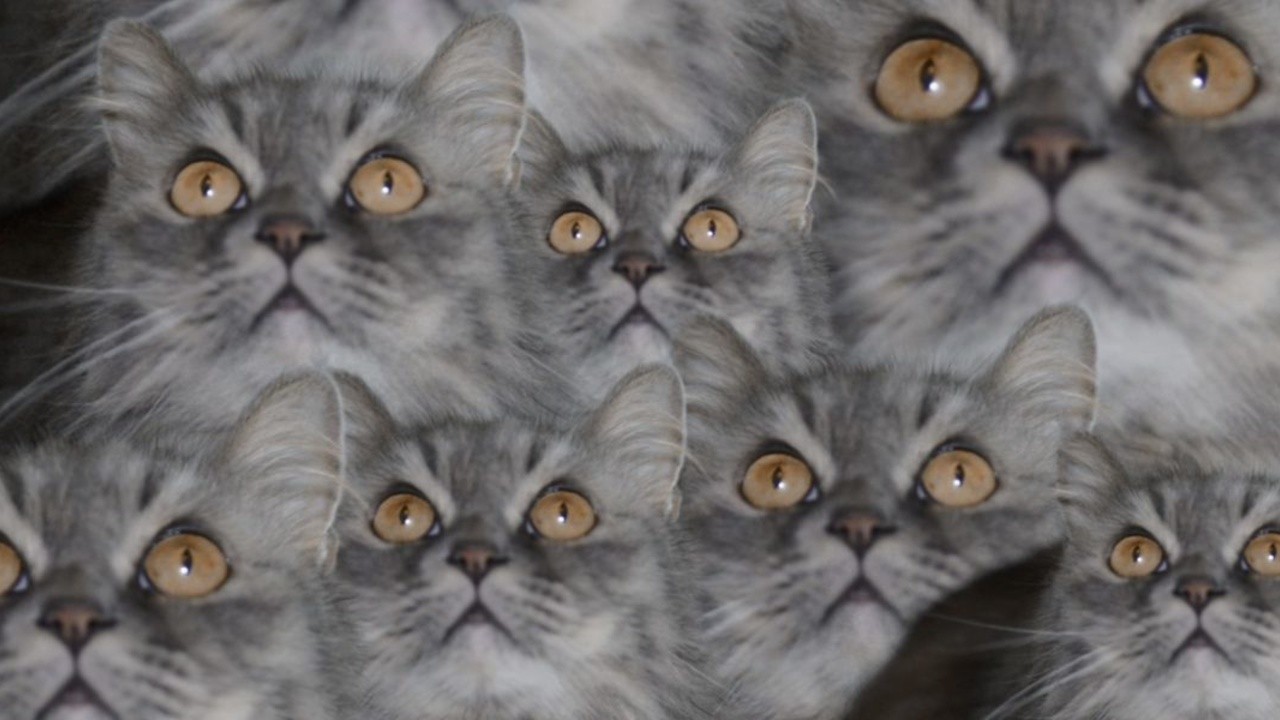 Pussies